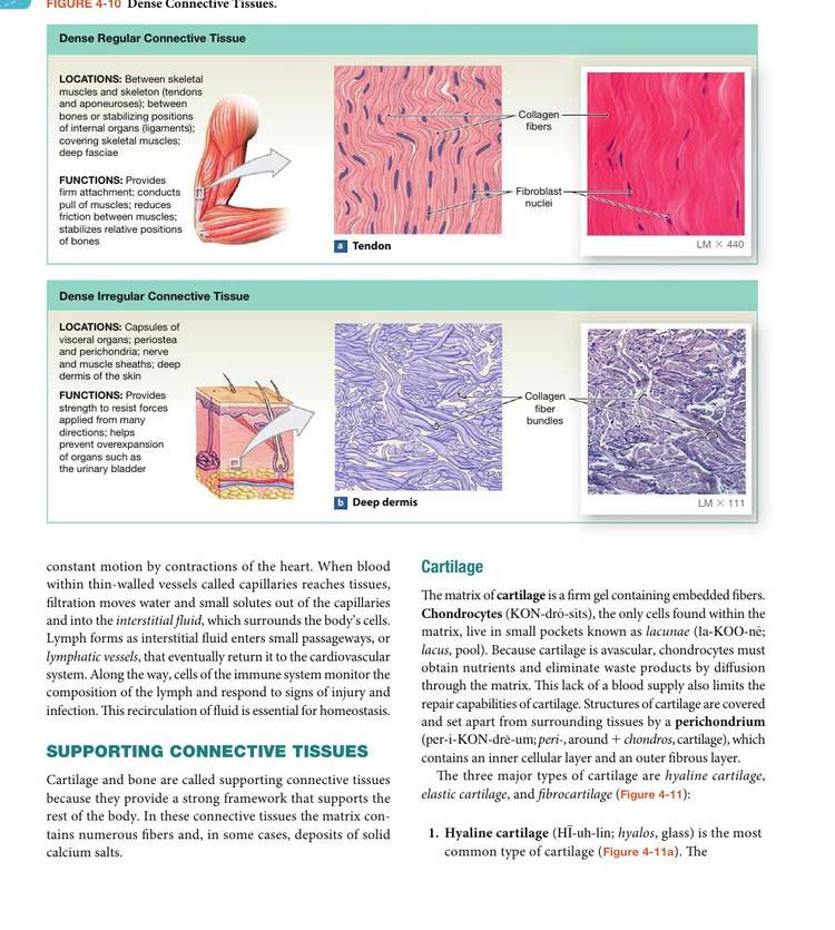 Figure 4-10: Dense Connective Tissues — dense regular (tendon) and dense irregular (deep dermis)