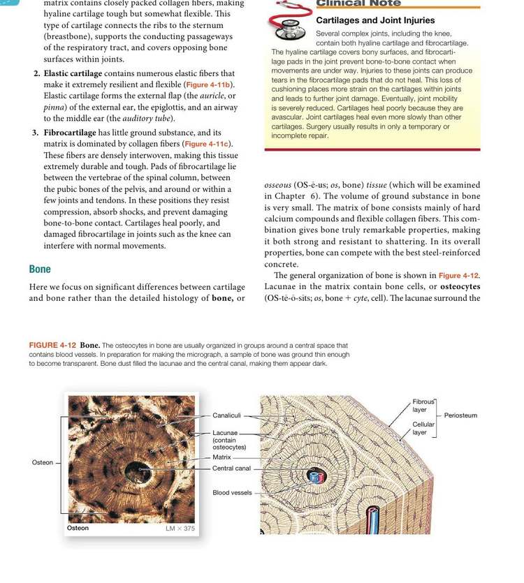 Figure 4-12: Bone — osteons, osteocytes in lacunae, canaliculi, and periosteum