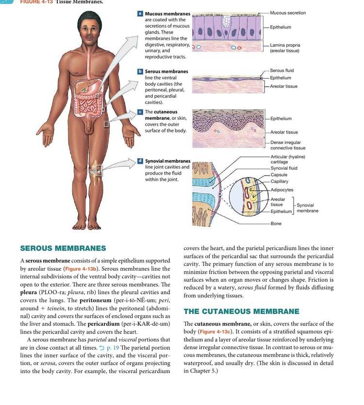 Figure 4-13: Tissue Membranes — mucous, serous, cutaneous, and synovial