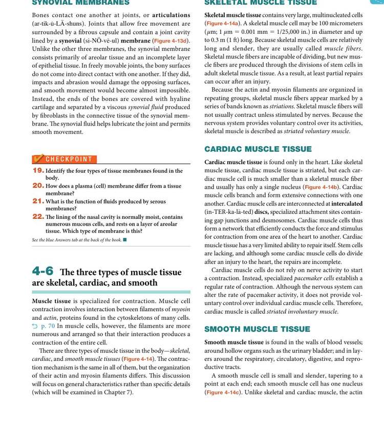 Figure 4-14: Muscle Tissue — skeletal, cardiac, and smooth muscle characteristics