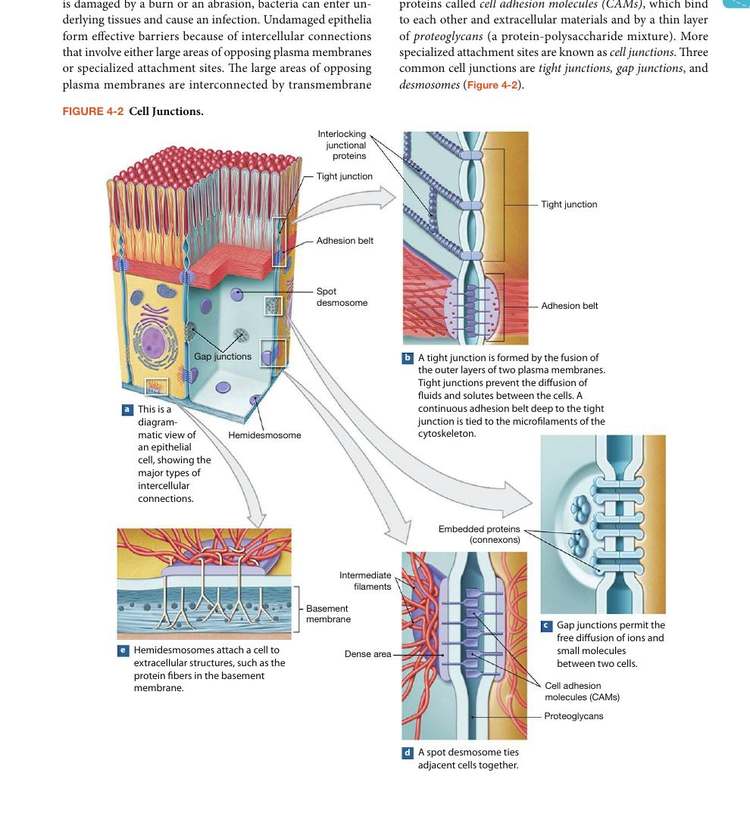 Figure 4-2: Cell Junctions — tight junctions, gap junctions, desmosomes, and hemidesmosomes
