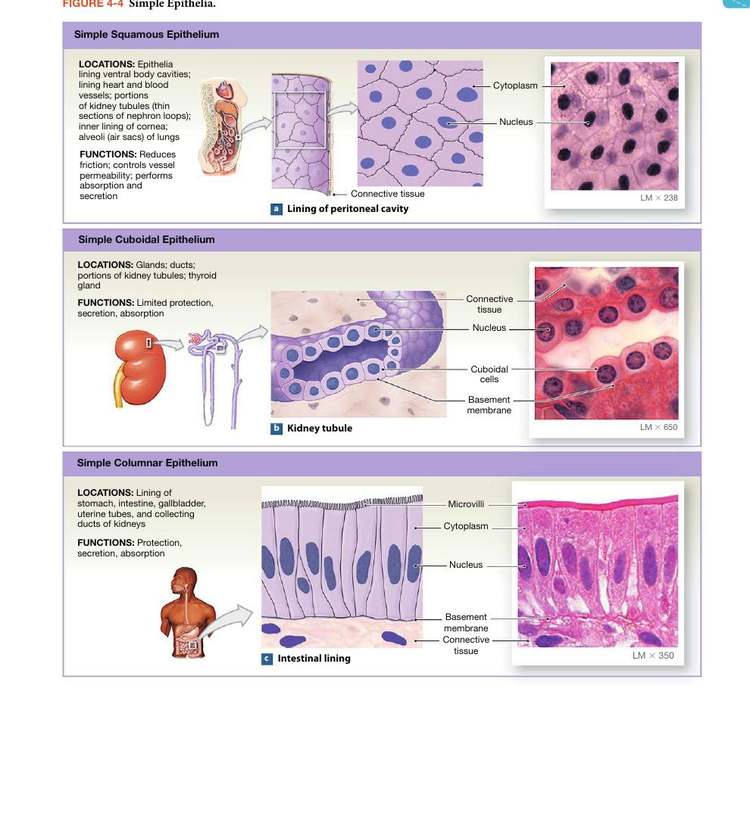 Figure 4-4: Simple Epithelia — squamous, cuboidal, and columnar with locations and functions