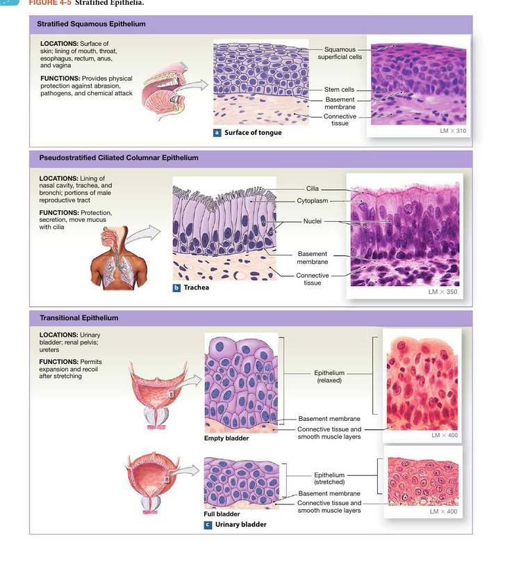 Figure 4-5: Stratified Epithelia — stratified squamous, pseudostratified ciliated columnar, and transitional