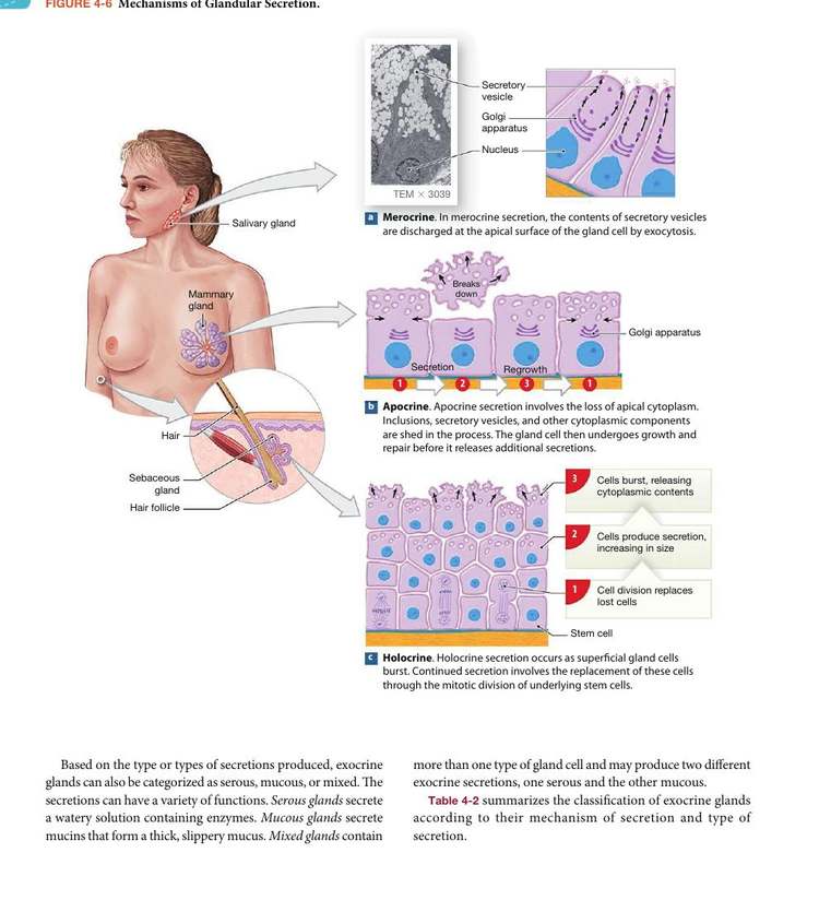 Figure 4-6: Mechanisms of Glandular Secretion — merocrine, apocrine, and holocrine