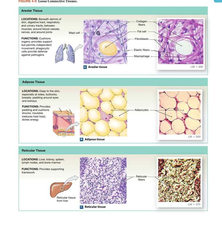 Figure 4-9: Loose Connective Tissues — areolar, adipose, and reticular tissue